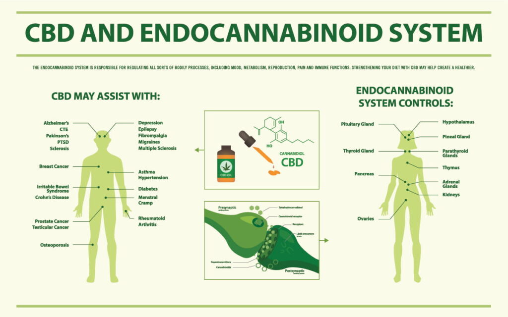 esquema del sistema endocannabinoide
