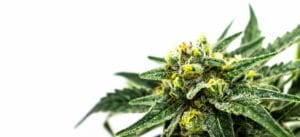 cogollo de marihuana autofloreciente