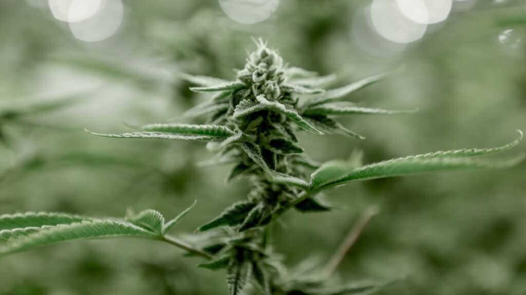 cbd y thc diferencias en la planta de cáñamo