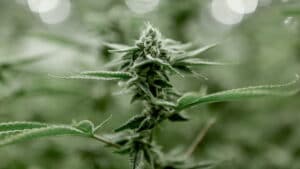 cbd y thc diferencias en la planta de cáñamo