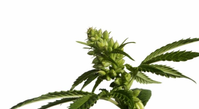 planta de marihuana macho en flor