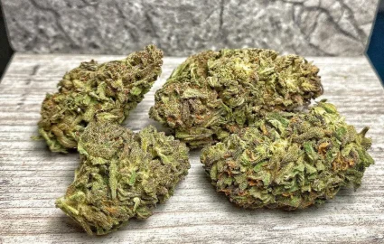 ORANGE NL1